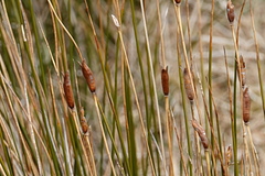 Marsippospermum grandiflorum