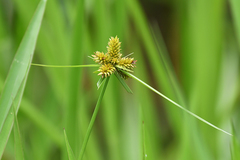 Cyperus glomeratus