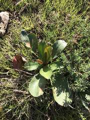 Limonium californicum