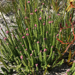 Lachnospermum umbellatum
