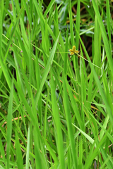Cyperus glomeratus