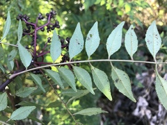 Zanthoxylum piperitum
