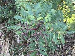 Zanthoxylum piperitum