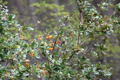 Berberis ilicifolia