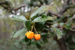 Berberis ilicifolia