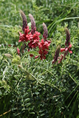 Indigofera eriocarpa