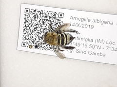 Amegilla albigena
