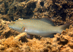 Spotted Coralgrouper photo 3