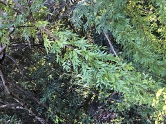 Zanthoxylum piperitum