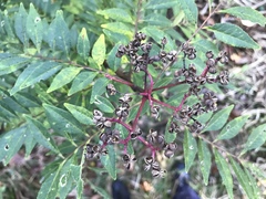 Zanthoxylum piperitum