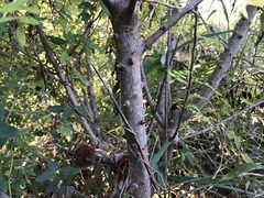 Zanthoxylum piperitum