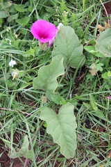 Ipomoea pellita