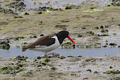 Haematopus palliatus