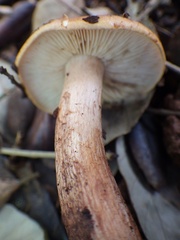 Tricholoma quercetorum