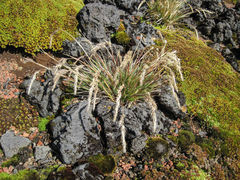 Agrostis magellanica