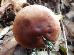 Tricholoma quercetorum
