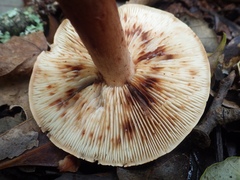 Tricholoma quercetorum