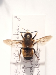 Megachile parietina