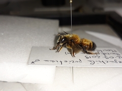 Megachile parietina