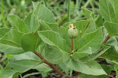 Jatropha natalensis