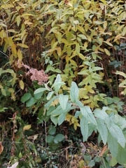 Spiraea tomentosa