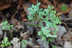 Asplenium dareoides