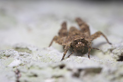 Eurymorphopus cunctatus