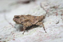 Eurymorphopus cunctatus