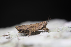 Eurymorphopus cunctatus