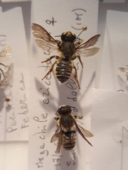 Megachile ericetorum