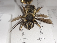 Megachile ericetorum