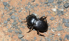 Parastizopus