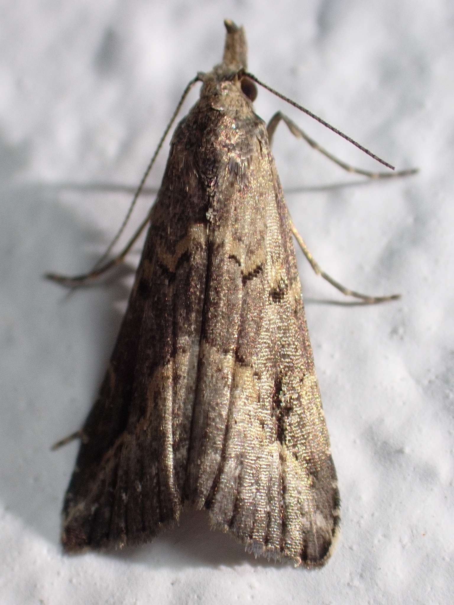 Schrankia costaestrigalis