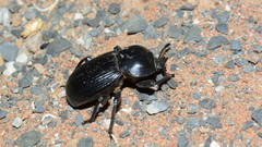 Parastizopus
