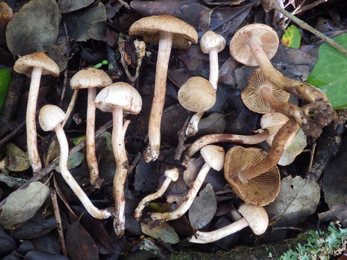 Representative image of Inosperma bongardii