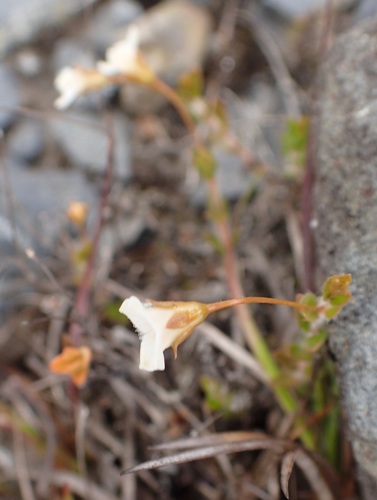 Mitrasacme pilosa (Mitrasacme pilosa)