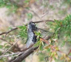 Dasybasis microdonta