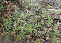 Xanthosia dissecta