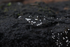 Polydesmia pruinosa