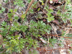 Xanthosia dissecta
