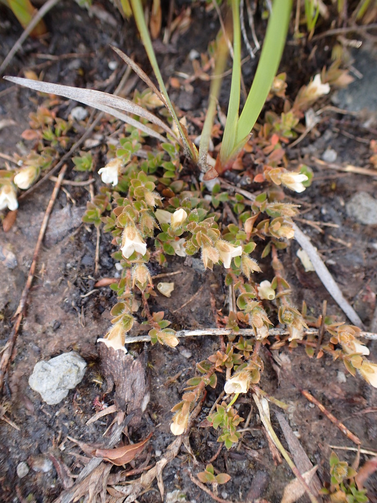 hairy mitrewort
