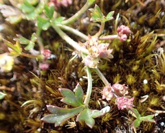 Xanthosia