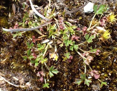 Xanthosia