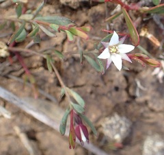 Boronia parviflora