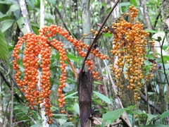 Chamaedorea pinnatifrons