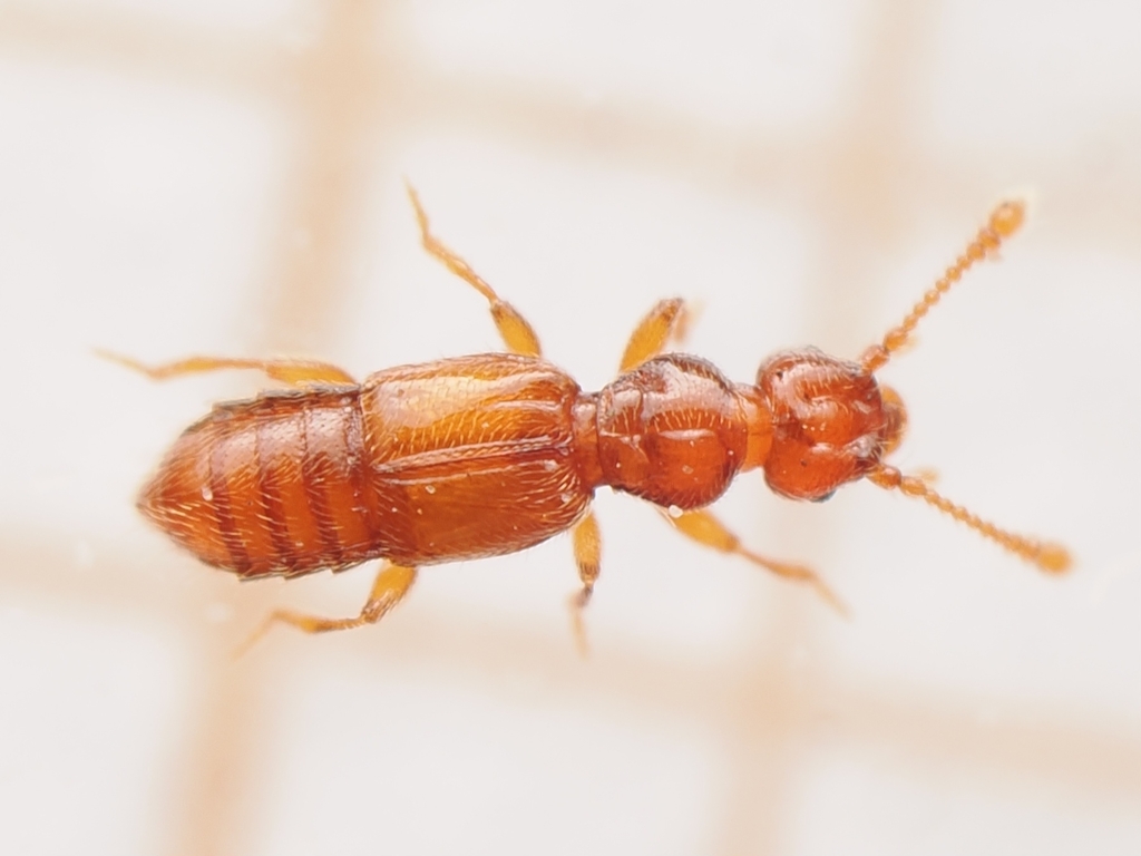 Plectophloeus
