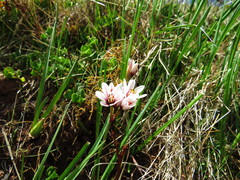 Nothoscordum andicola