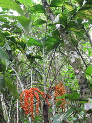 Chamaedorea pinnatifrons