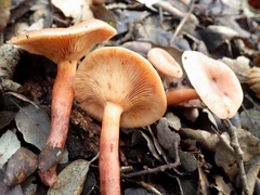 Lactarius atlanticus
