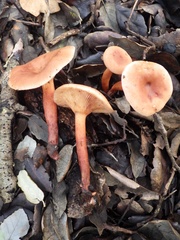 Lactarius atlanticus